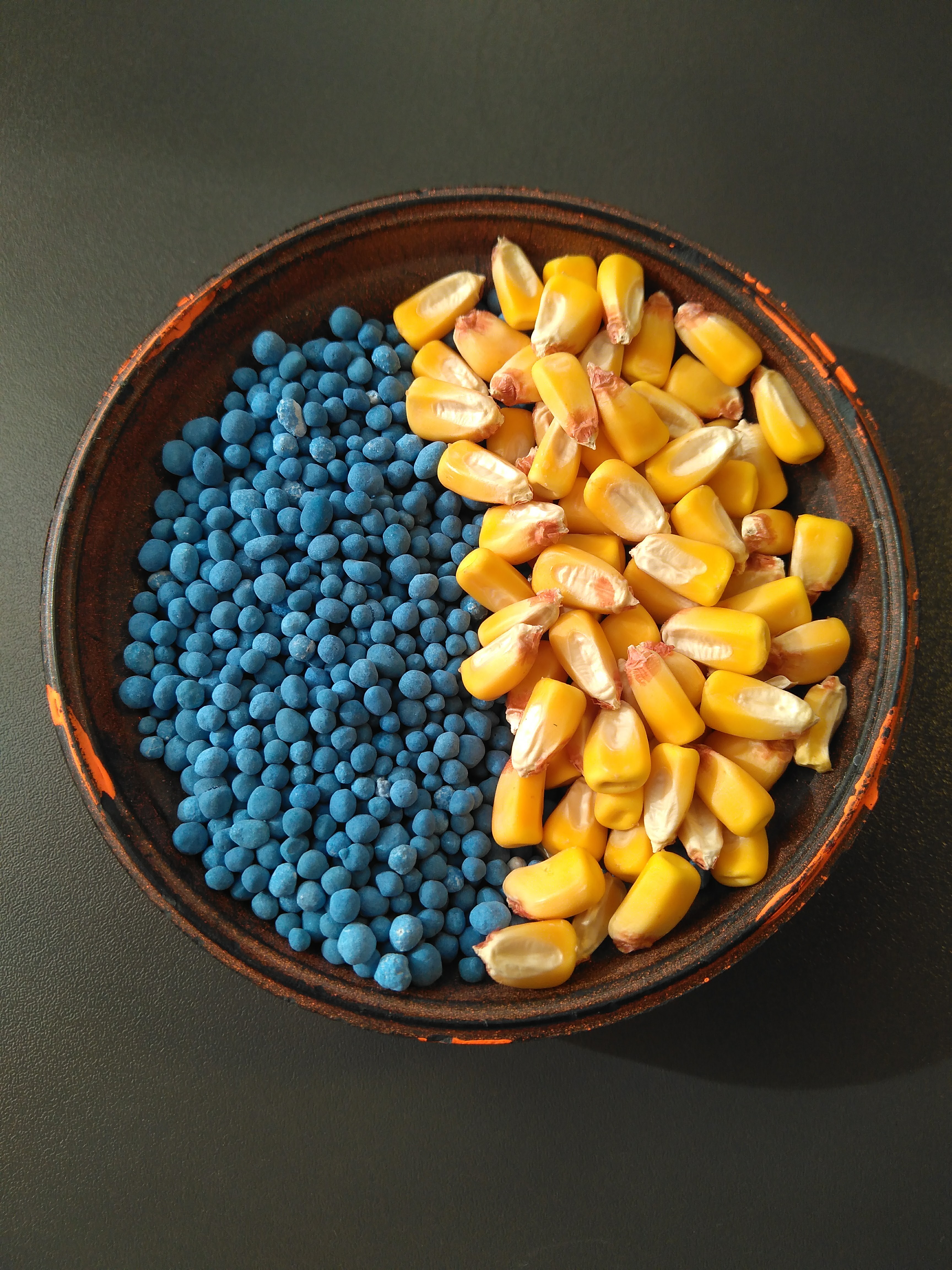 Plato con granos de maíz amarillos y pellets azules de fertilizante, dividido en dos secciones en una superficie oscura.